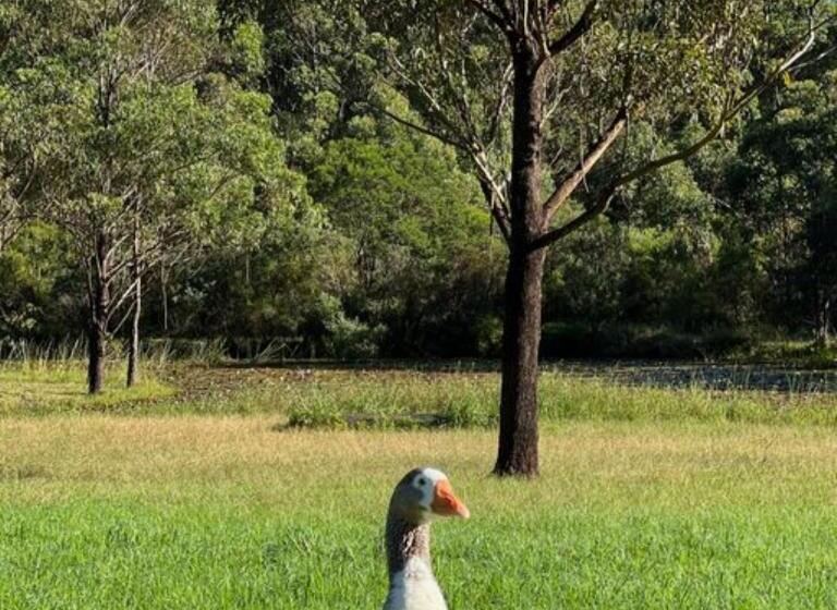 בית מלון כפרי Bawley Grove