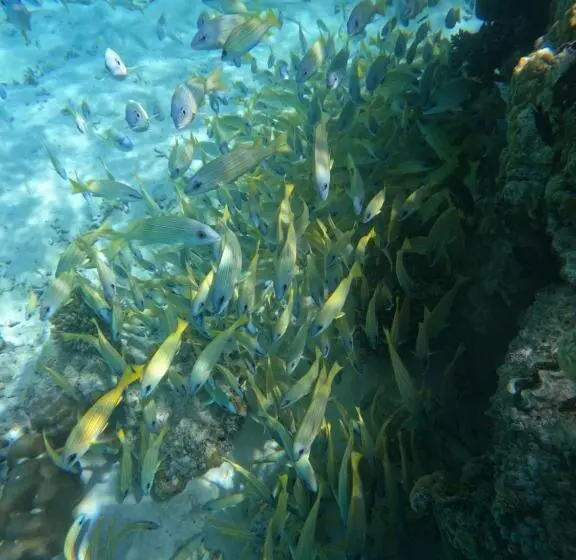 پانسیون Vegas Thoddoo Maldives