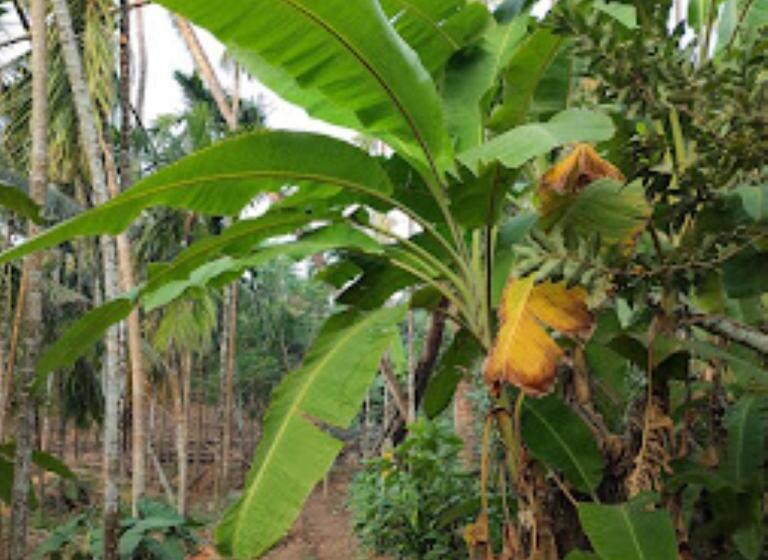 בית מלון כפרי Sai Sadan Residency,diveagar