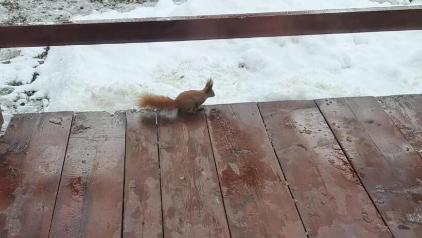 پانسیون Cabana Armonia Naturii