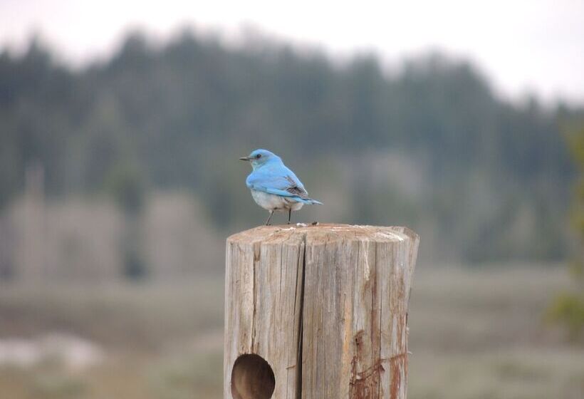 فندق Eagle Ridge Ranch
