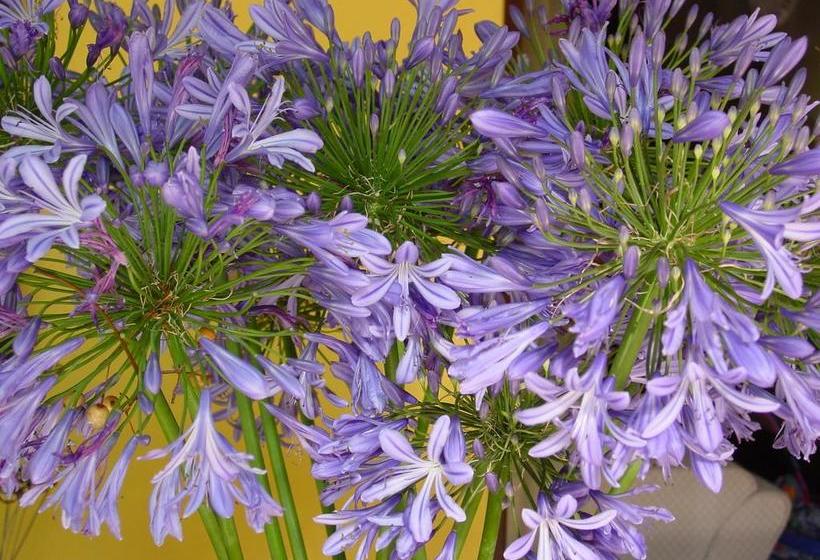 בית מלון כפרי Lourens River Guesthouse B&b