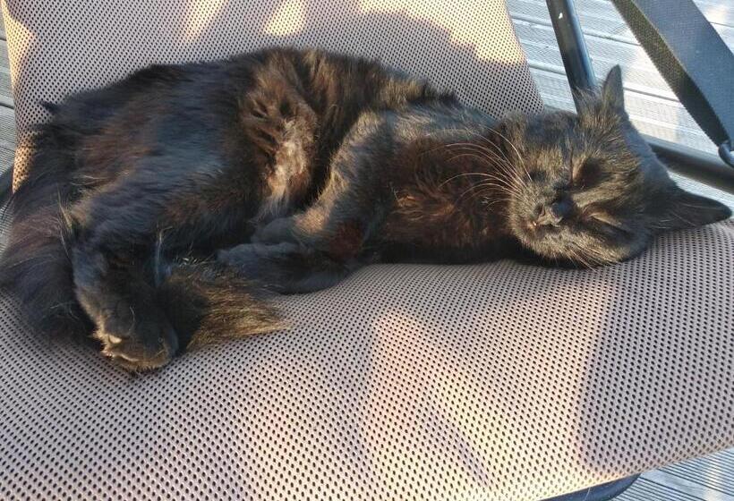 Bed and Breakfast Suite Familiale Mamito Et Papito