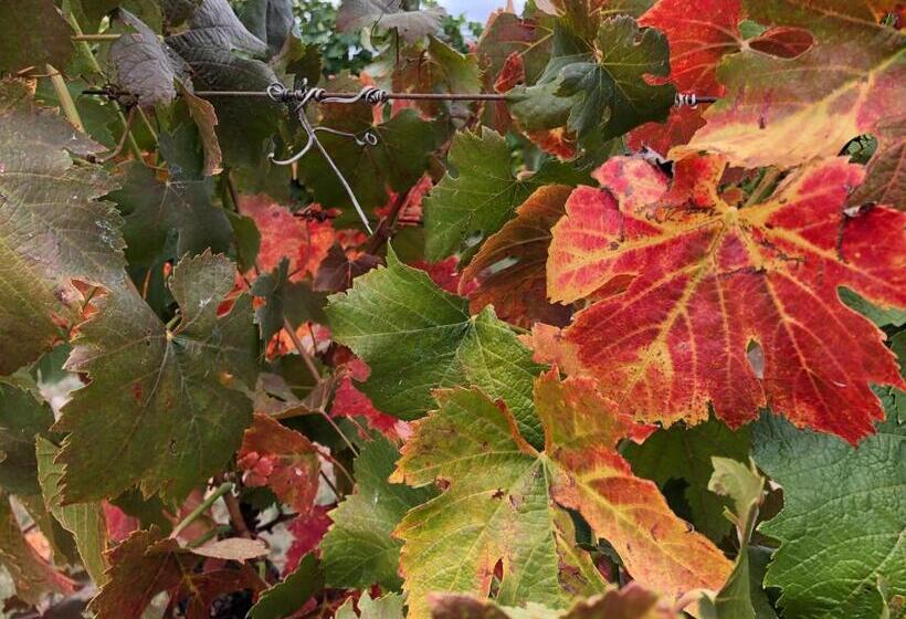 住宿加早餐  Vineyard Views Rutherglen