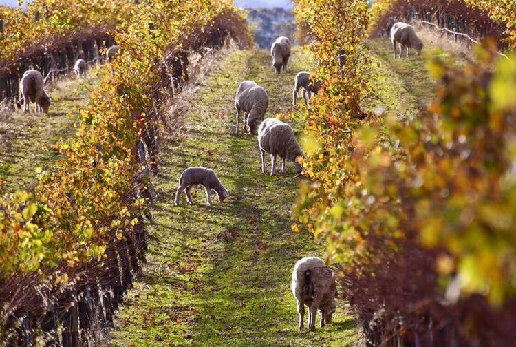住宿加早餐  Vineyard Views Rutherglen