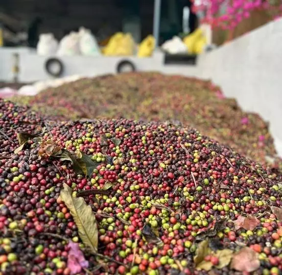 ホテル Heights Farm Stay   Coffee Estate Stay