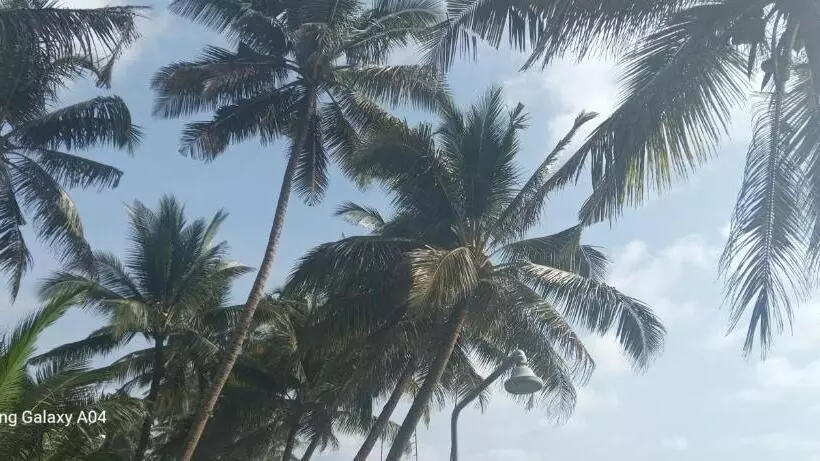 پانسیون Tamaro Beach Resort