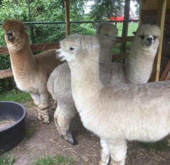 Koekwhouse Bed And Breakfast, Bierbrouwerij