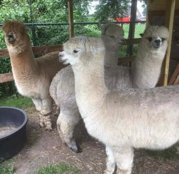 Koekwhouse Bed And Breakfast, Bierbrouwerij