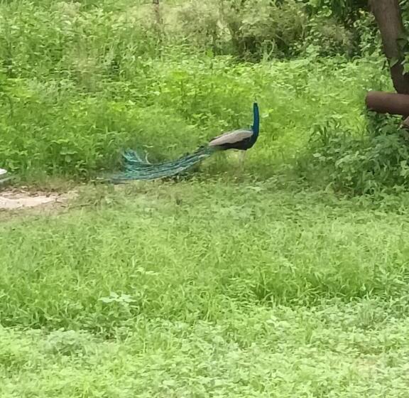 Nature Resort & Camps A Luxury Camps