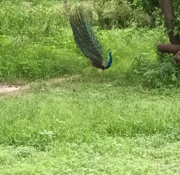 Nature Resort & Camps A Luxury Camps