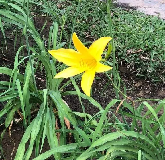 ペンション Acomodações Gaia Magia