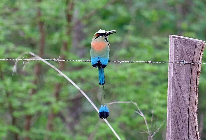リゾートホテル Peace Retreat Costa Rica