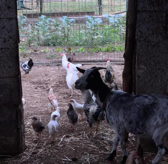 בית מלון כפרי Azienda Agricola Zootecnica Soriente Di Guglielmo Areh Soriente & C.s.a.s