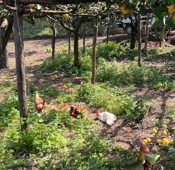 ホテル Azienda Agricola Zootecnica Soriente Di Guglielmo Areh Soriente & C.s.a.s