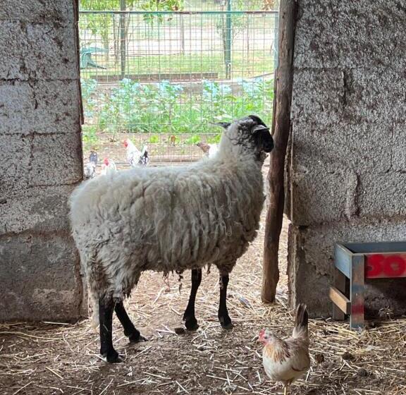 בית מלון כפרי Azienda Agricola Zootecnica Soriente Di Guglielmo Areh Soriente & C.s.a.s