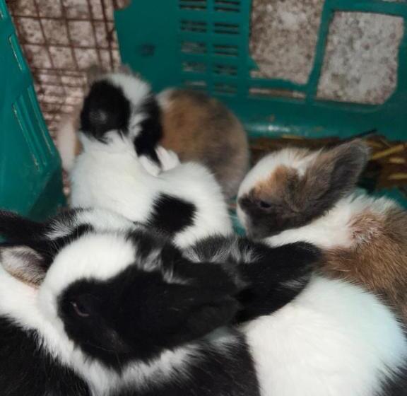 בית מלון כפרי Azienda Agricola Zootecnica Soriente Di Guglielmo Areh Soriente & C.s.a.s