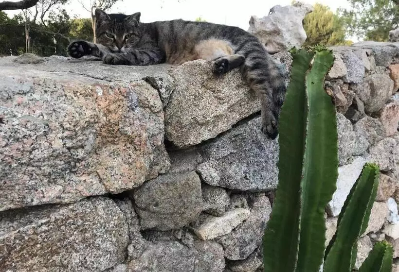 ベッドアンドブレックファースト Windflake Resort