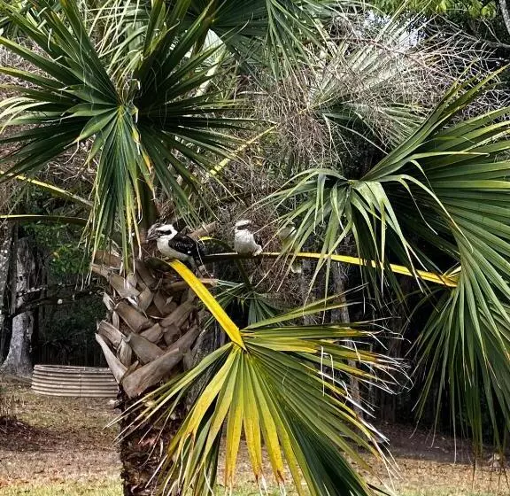 Aamiaismajoitus (B&B) Noosa Hinterland Escape