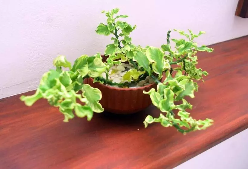 Hotelli Lake & Ocean Villa Ahangama