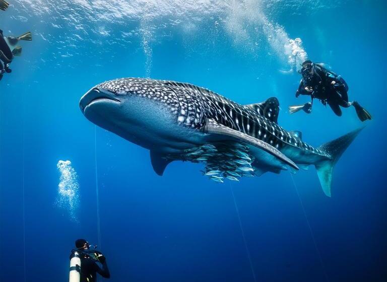 پانسیون Hanifaru Beach Inn