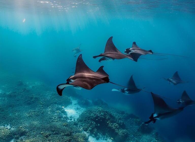 پانسیون Hanifaru Beach Inn