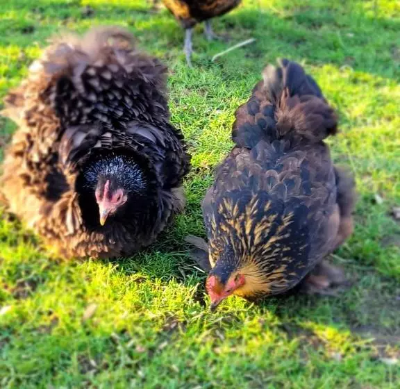 Aamiaismajoitus (B&B) La Roulotte Tiny House Du Mond Idéal
