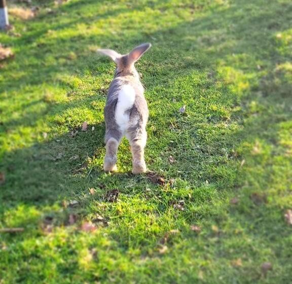 Bed and Breakfast La Roulotte Tiny House Du Mond Idéal