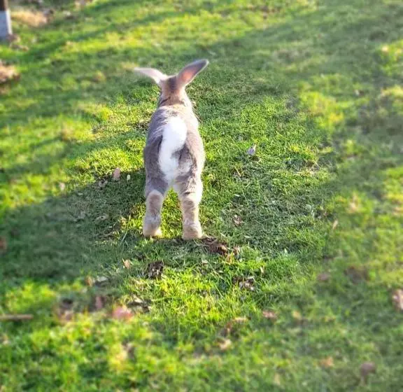 Aamiaismajoitus (B&B) La Roulotte Tiny House Du Mond Idéal