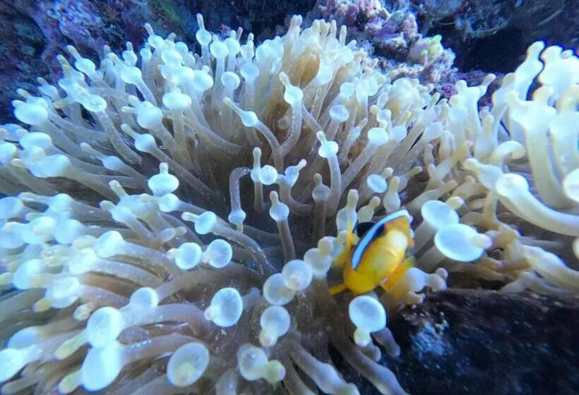 Majatalo Or Mandira Guest House