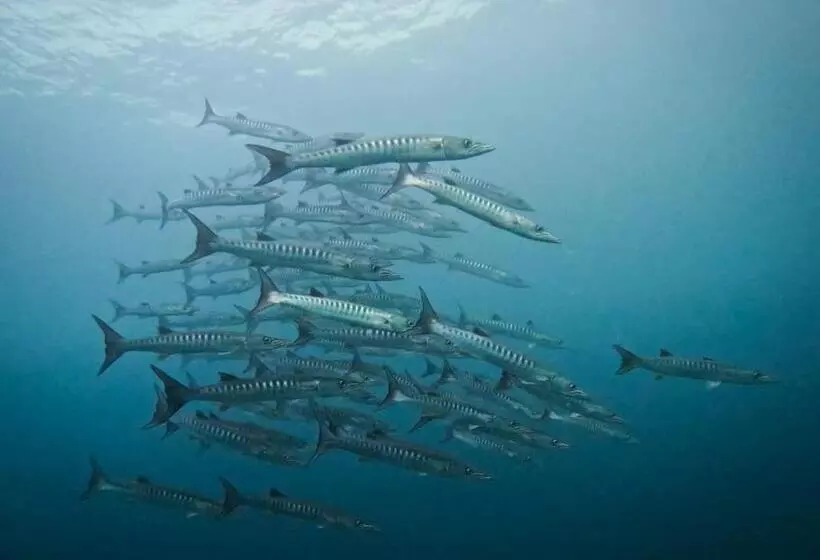 Majatalo Or Mandira Guest House