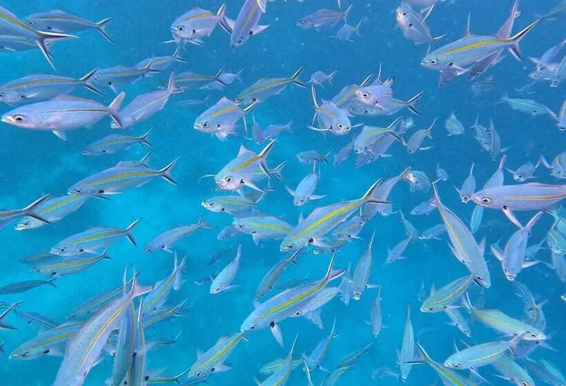 Majatalo Or Mandira Guest House