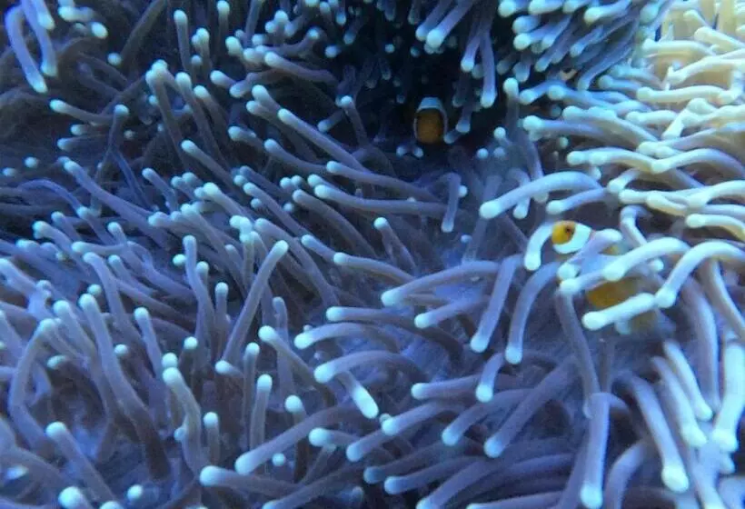 Majatalo Or Mandira Guest House