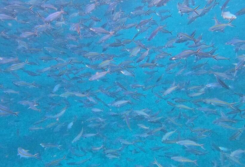 Пансион Or Mandira Guest House