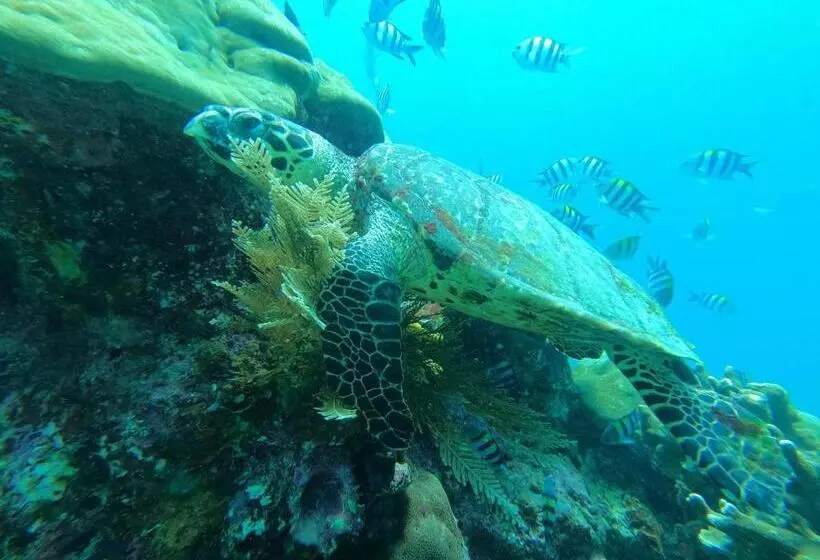 Majatalo Or Mandira Guest House