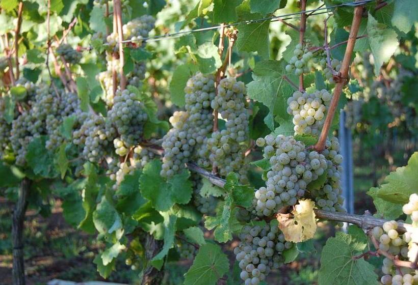 בית מלון כפרי Heinrichs Winery Bed & Breakfast