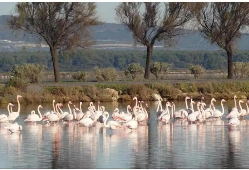 Gîte Le Muscat L Escapade Des Flamants Roses