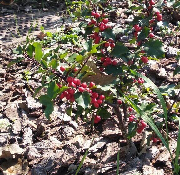 هتل 12 Months Mini