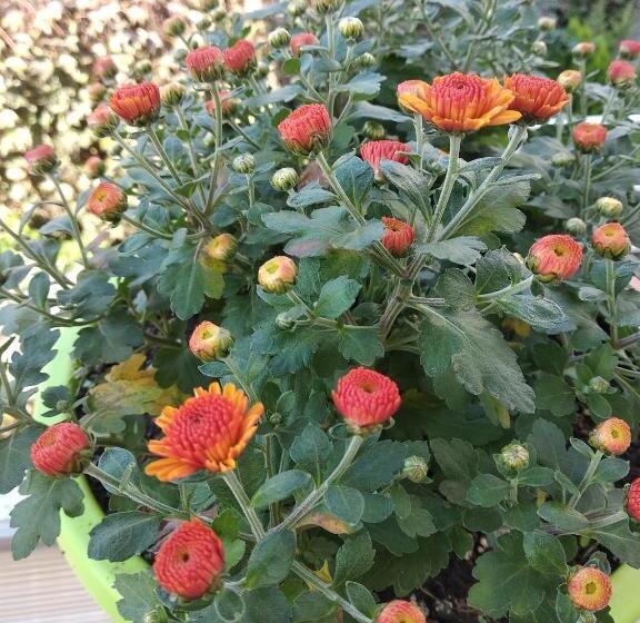 هتل 12 Months Mini