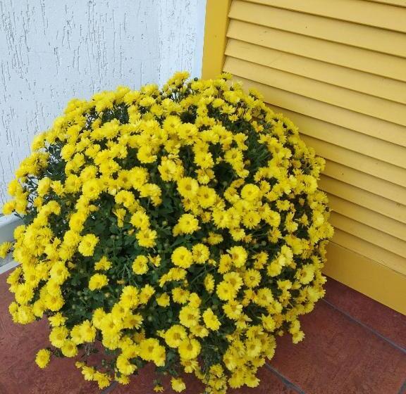 هتل 12 Months Mini