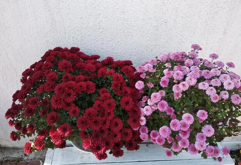 هتل 12 Months Mini