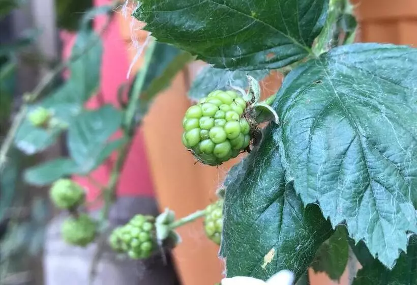 リゾートホテル Villa De Hollong