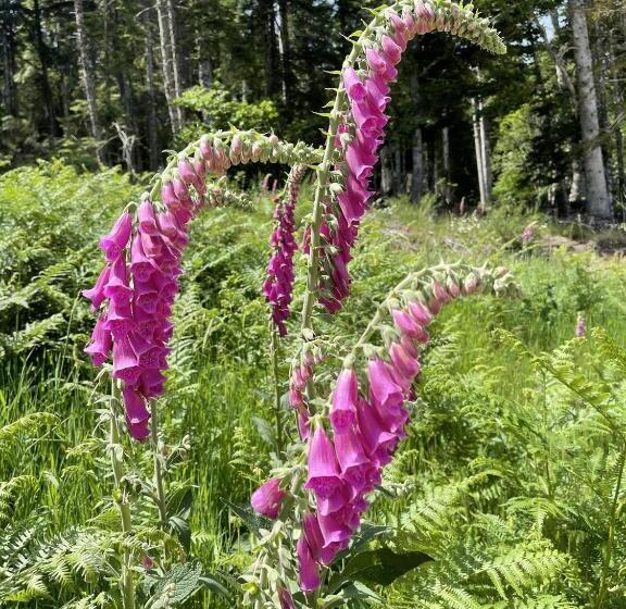 مبيت وإفطار Jasserie Les Airelles