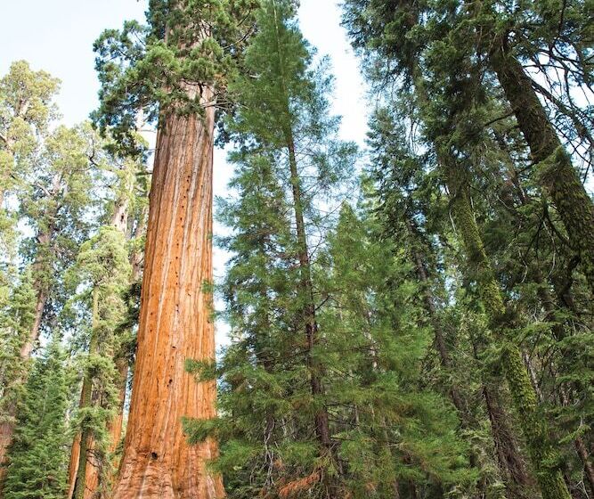 酒店 Cedar Grove Lodge