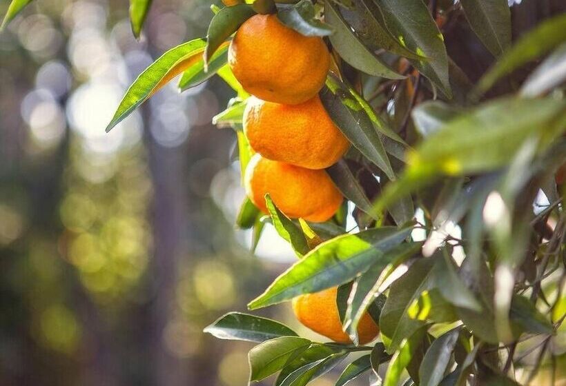 Otel Porta Del Tocco Design Rooms