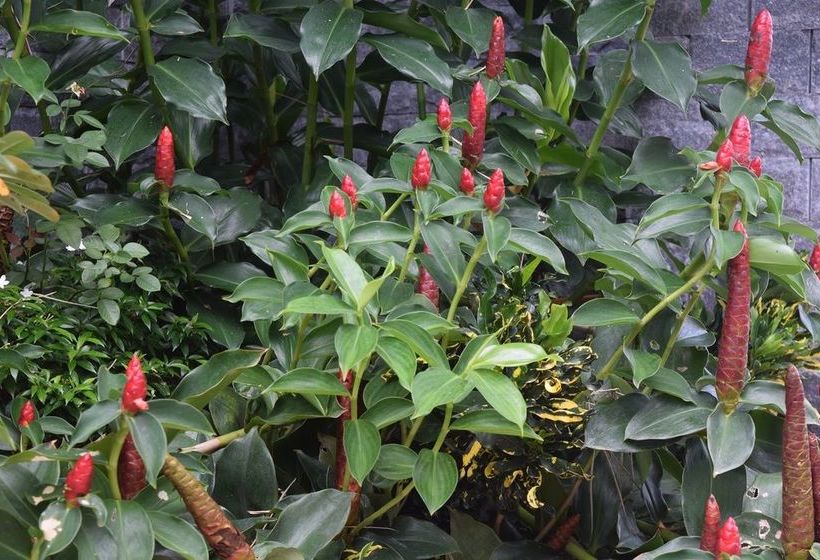 پانسیون Orchid Guest House Phu Quoc