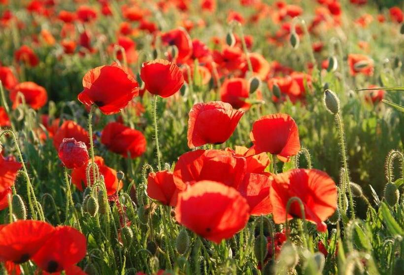 Отель Auberge Les Olivades