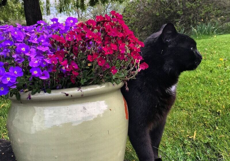 فندق فئة نجمة واحدة The Bell At Skenfrith