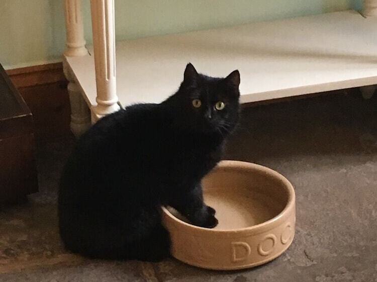 فندق فئة نجمة واحدة The Bell At Skenfrith