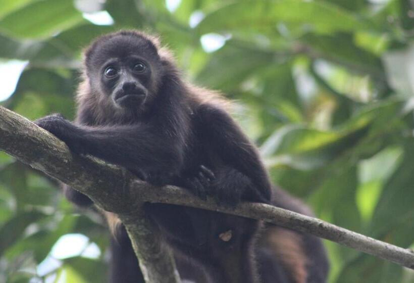 Hotelli El Pequeño Gecko Verde